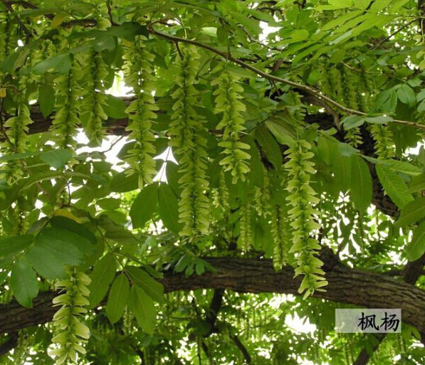 枫杨