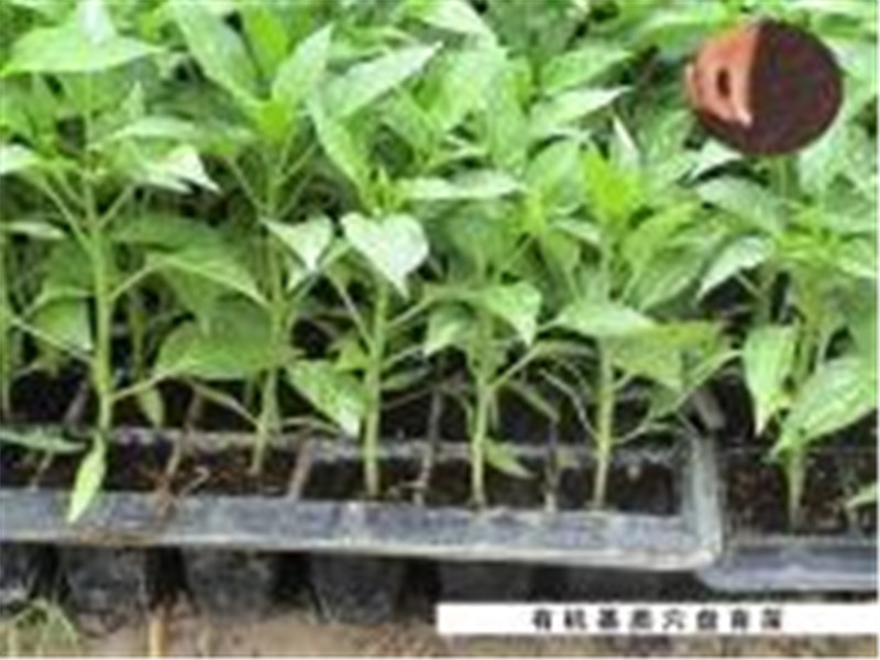 福建温室大棚-黑土农科出售划算的育苗土