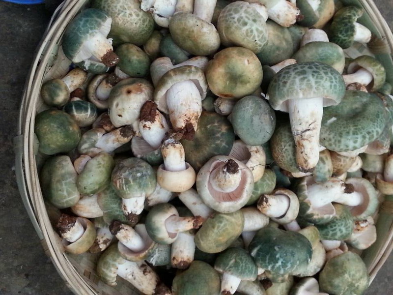 青头菌价格—广东省青头菌批发