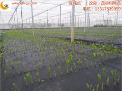 質量好的桂林茂谷柑苗出售:湖南桂林茂谷柑苗