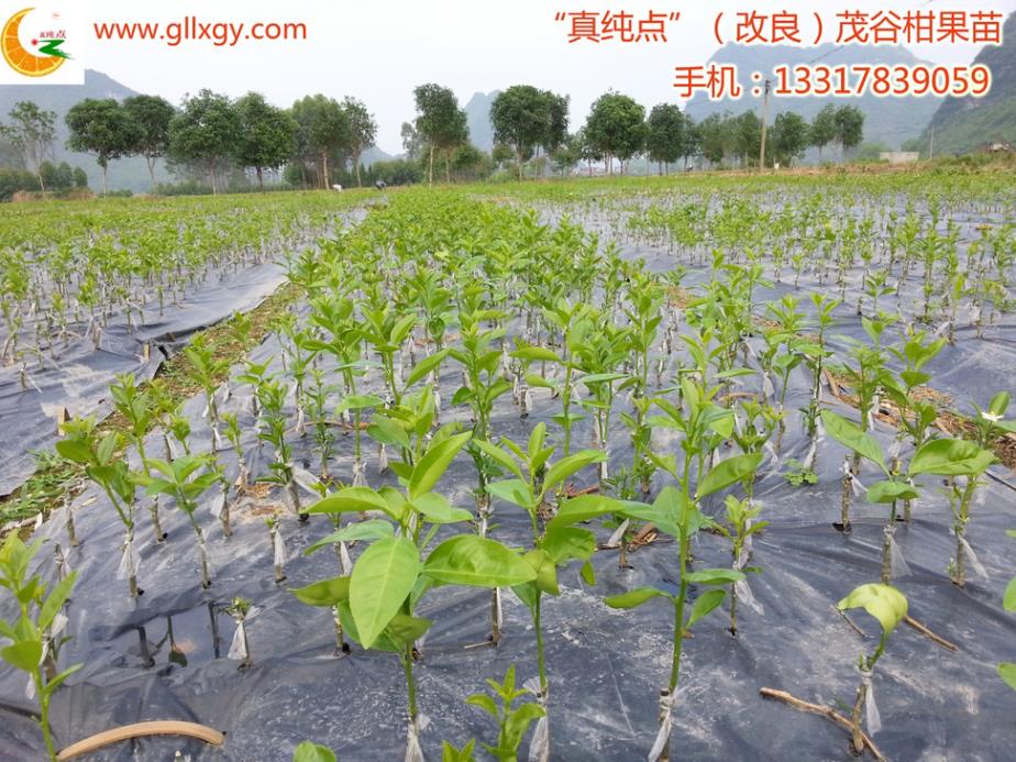 桂林茂谷柑苗价格行情-桂林W默科特