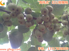 紅心獼猴桃苗買賣價格|紅心獼猴桃供應