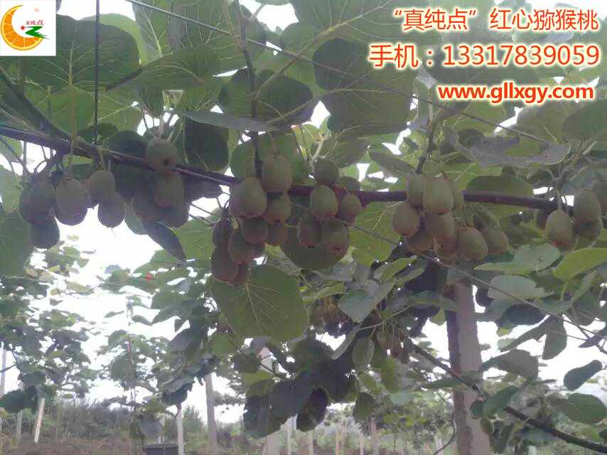 天元红心猕猴桃——哪里有卖品种好的红心猕猴桃苗