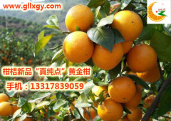 品種好的柑桔哪里買