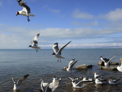 一日游包车价格,青海服务周到的包车