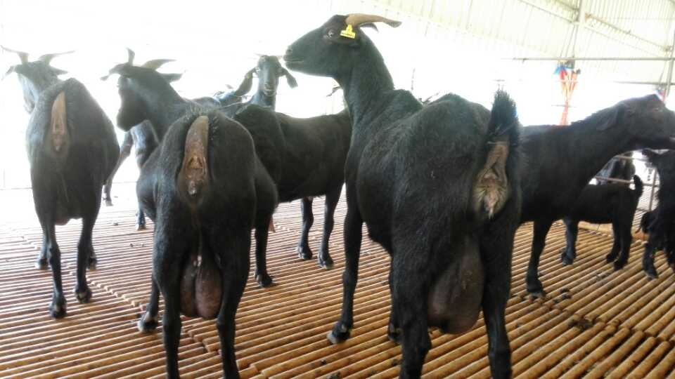 北海黑山羊种羊-广西扶绥广羊农牧出售有品质的广西黑山羊种羊