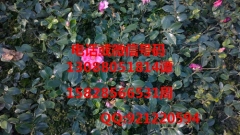 哪里能买到超值的茶梅 陕西茶梅苗圃