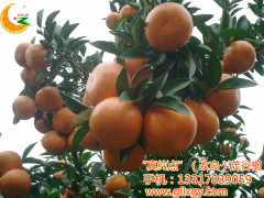 桂林改良茂谷柑供應 高純度桂林改良茂谷柑出售