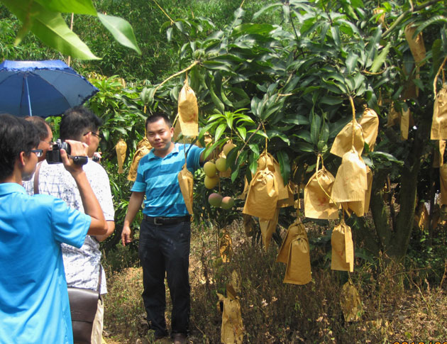 芒果套袋