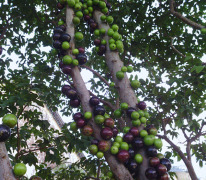 加拿利海枣种植基地_供应福建有品质的嘉宝果