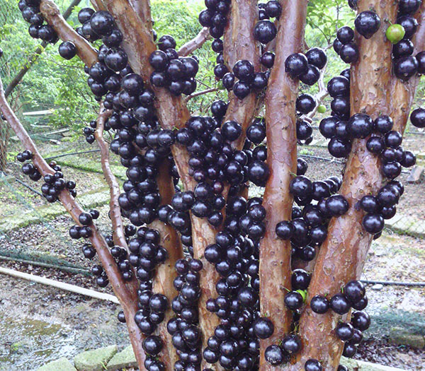 嘉宝果的营养价值 福建嘉宝果供应商 福建树葡萄种植批发   果实硕大