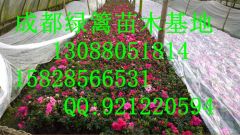 陕西西洋鹃基地——大量出售四川西洋鹃