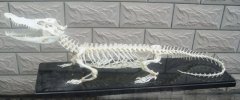 香港骨骼标本 福州森艺生态提供优质骨骼标本