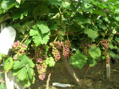 精裝廣西夏黑提子推薦|購買廣西夏黑提子