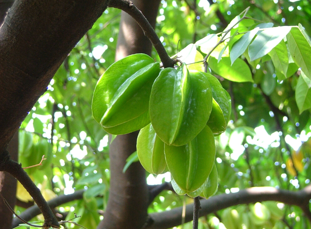 杨桃