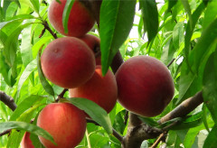 大紅桃苗哪里有賣的|貴州韓國脆桃苗