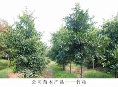 廣西綠化苗木 南寧性價比高的綠化苗木·廠家直銷