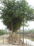 優質廣西綠化苗木 格:綠化苗木公司