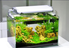 水之戀水族品_出色的小型超白缸供應商 連云港小型超白缸代理