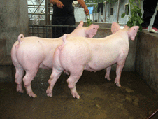 二元种猪养殖基地-潍坊品质好的二元种猪哪里有供应