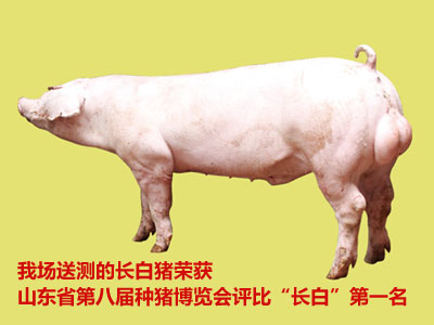 价格优惠的长白种猪潍坊哪里有：长白种猪价格
