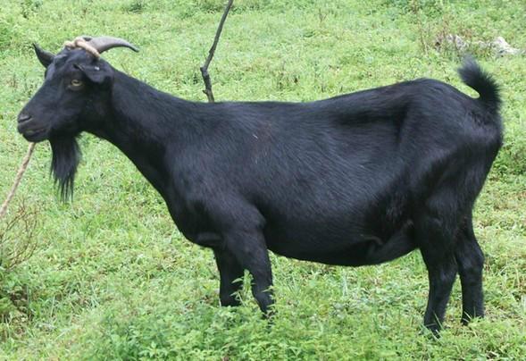 广西努比亚黑山羊 ***黑山羊种羊出售