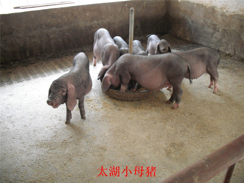 纯种太湖猪供应批发_价格合理的太湖猪临朐县元杰生猪养殖供应