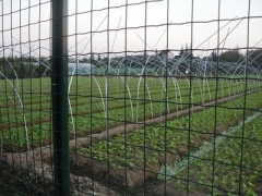 誠心為您推薦衡水地區有品質的養殖荷蘭網 ——養殖荷蘭網圖片