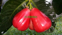 信誉好的天红二号莲雾果供货商:广西莲雾果哪里有卖