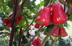 防城港天紅農業- 的天紅二號蓮霧果廠家_廣西天紅二號蓮霧果