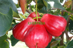 防城港莲雾果供应商推荐——广西莲雾果