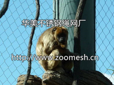 南平猴围网：哪儿能买到实用的猴围网呢
