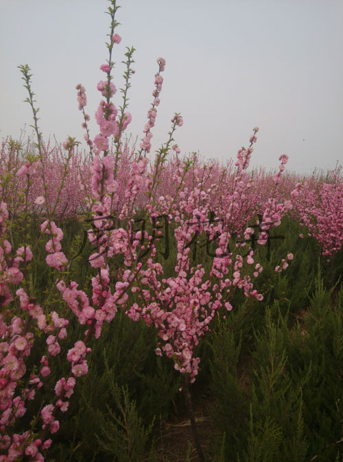 优质碧桃_千叶桃花