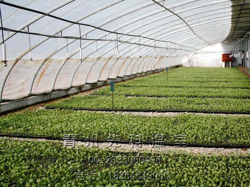 承建冬季育苗温室、种植蔬菜瓜果温室大棚—青州先科日光温室