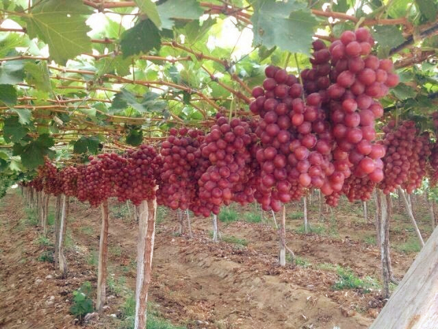妮娜皇后葡萄新品种葡萄种植基地葡萄苗木基地