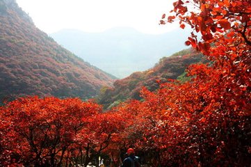 赏红叶美景的地方