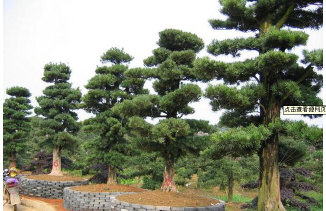 迎客松古桩盆景-迎客松古桩盆景价格