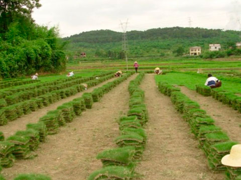 草皮草坪厂家-福建哪家厦门草皮供应商好