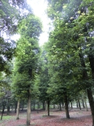 小叶桢楠价格_成都四川成都小叶桢楠基地直销