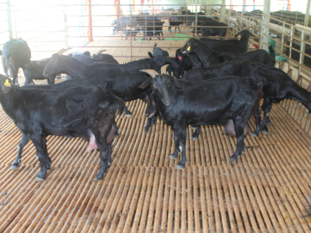 广西南宁努比亚黑山羊养殖技术|哪里有提供特