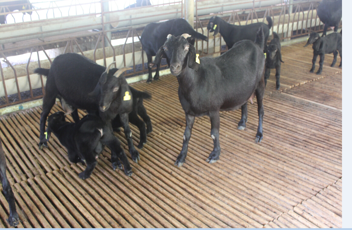 广西黑山羊养殖 努比亚黑山羊