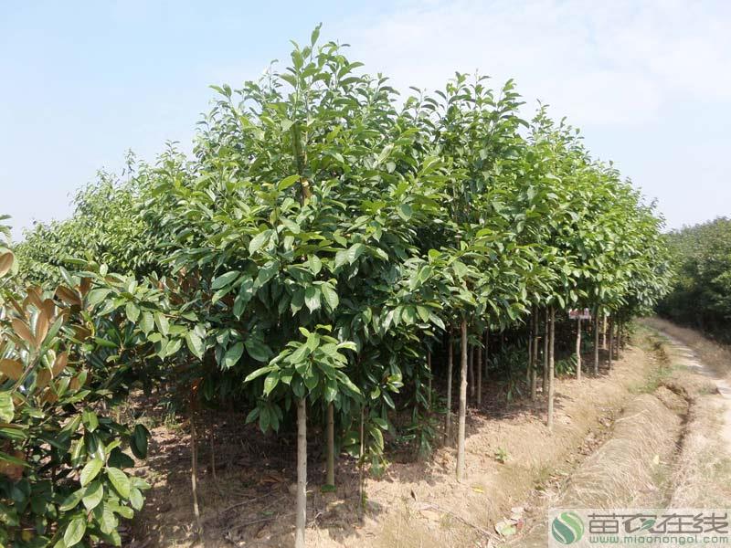 湖南 乐昌含笑 苗农在线