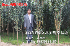 想要超值的北美西府海棠苗就来德立北美海棠园|黔西南北美西府海棠