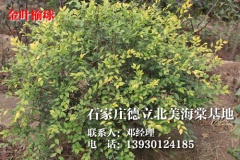 中國金葉榆球_想要高純度金葉榆球就來德立北美海棠園