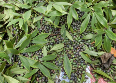 销量好的金丝楠木种子哪里有卖|小叶桢楠种子价格
