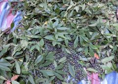 为您推荐优质金丝楠木种子 ：金丝楠木种子生产厂家