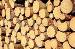 云杉专卖,【厂家直销】莆田好用的云杉