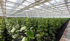 廣西溫室大棚膜|具有口碑的溫室大棚膜市場價格情況