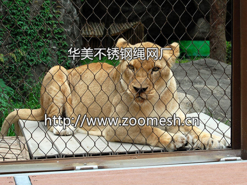 虎狮豹围网