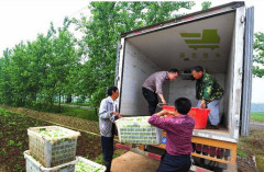 可信赖的食材配送湖北提供 |武汉企业食堂配送公司哪家好